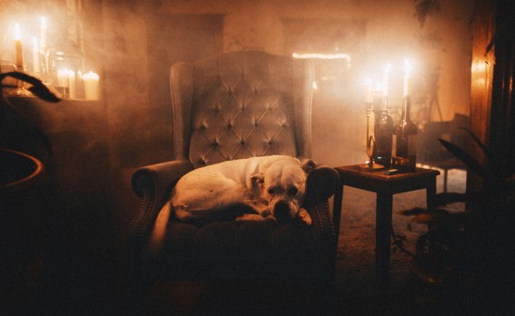 chien feu