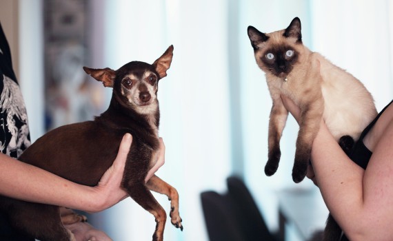 chien et chat