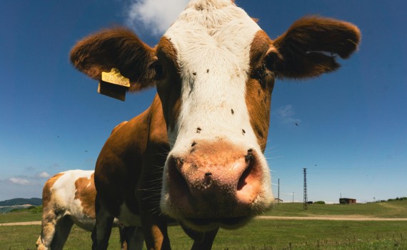 vache