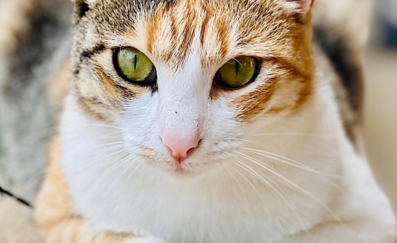 chat
