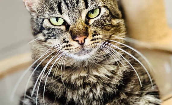 chat