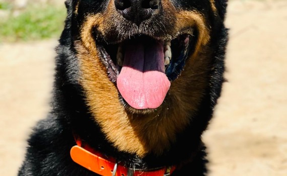 chien