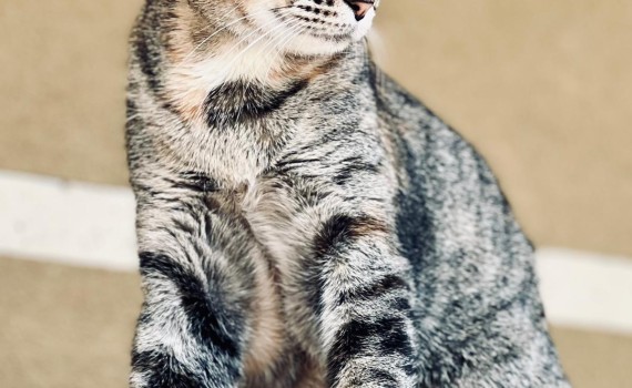 CHAT