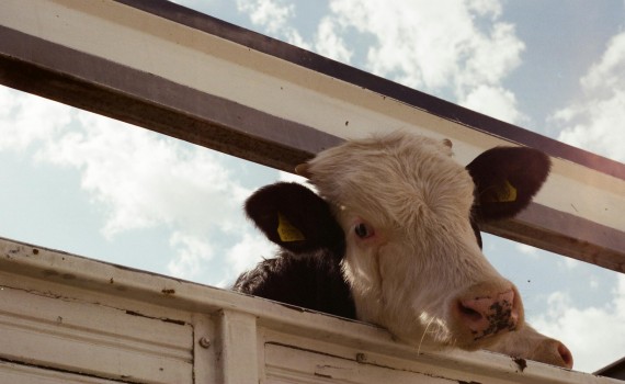 vache