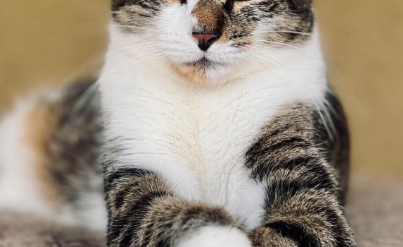 CHAT