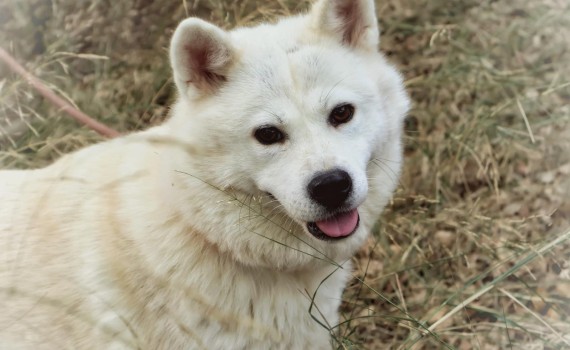 chien