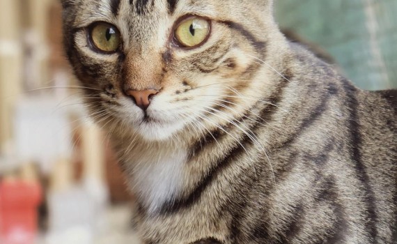 chat