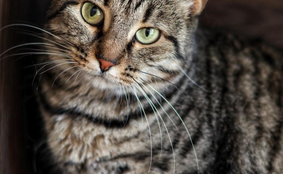 chat