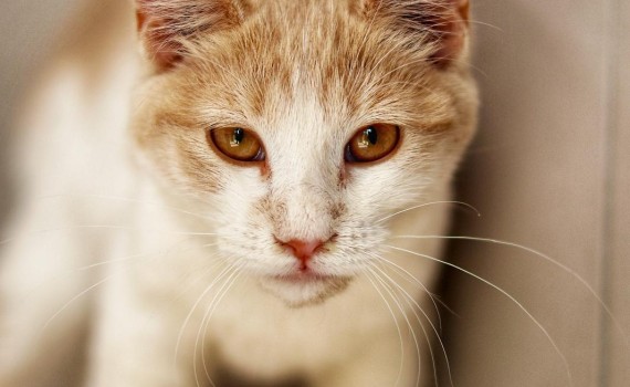chat