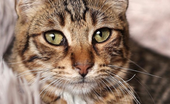 chat