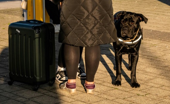 chien avion