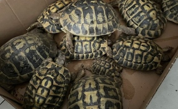 tortues
