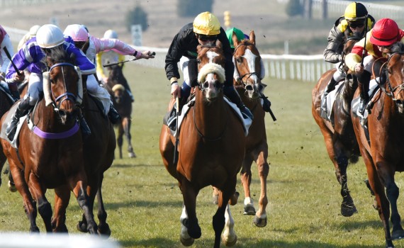 course hippique chevaux tony