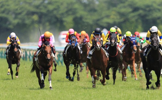 course hippique chevaux tony