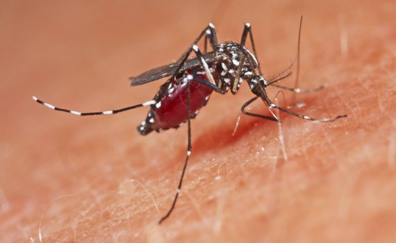Moustique tigre