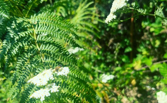 plantes sauvages talasani