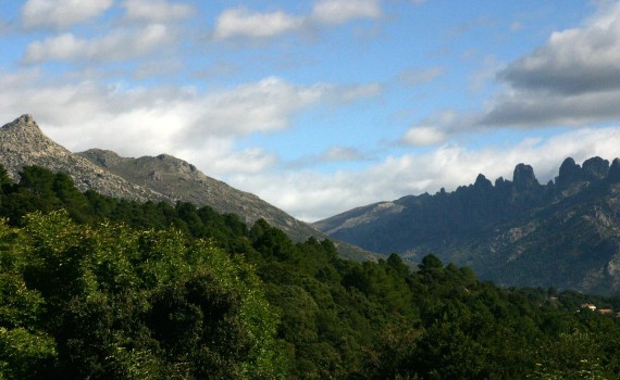 bavera