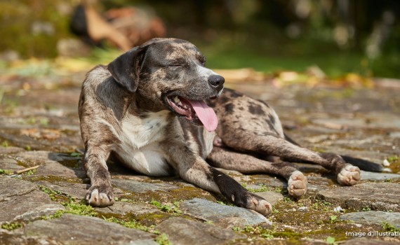 canicule animaux chien