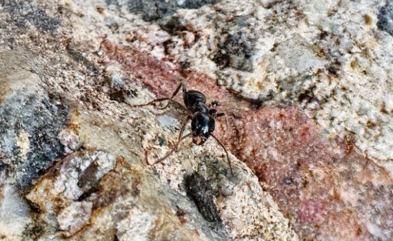 Fourmi Tapinoma magnum : l’Université de Corse et le CNRS sur la piste d’un biocide 100 % naturel