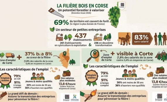 Économie : La filière bois en Corse, un potentiel forestier sous-exploité