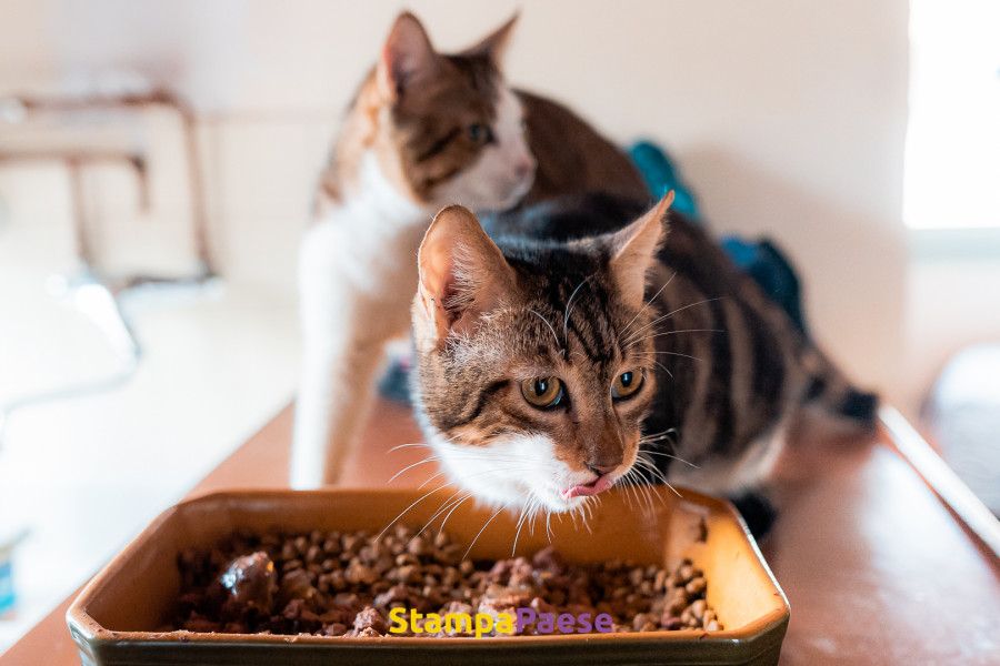 Chats
