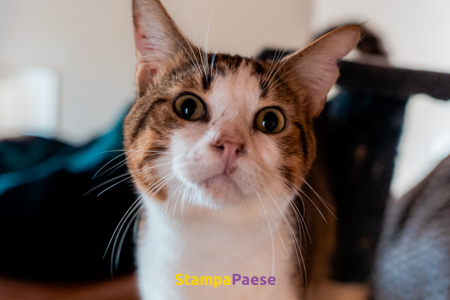 Chat calvi