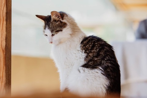 cora