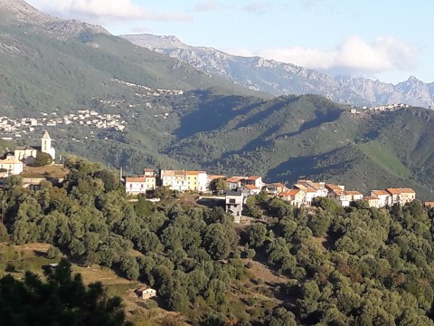 Nuceta